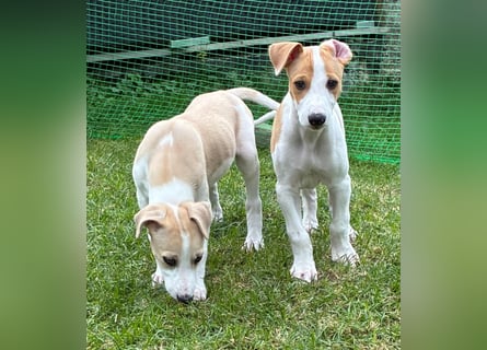 Ungarischer Windhund - Magyar Agar Welpen