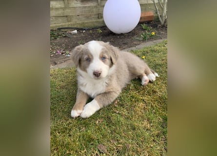 Reinrassige Australian Shepherd Welpen