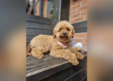 2 Zauberhafte Cockapoo Welpen Rüden  mit Ahnentafel