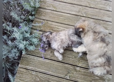 Welpen Hütehund Schäferhund Berger des Pyrenees