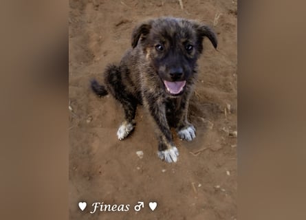Fiona und Fineas suchen ab Anfang August ein Zuhause