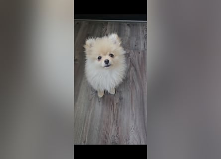 Pomeranian Spitz