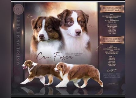 Australian Shepherd Deckrüde in Red Tri reine exklusive Showlinie  /ASCA und FCI Pedigree -