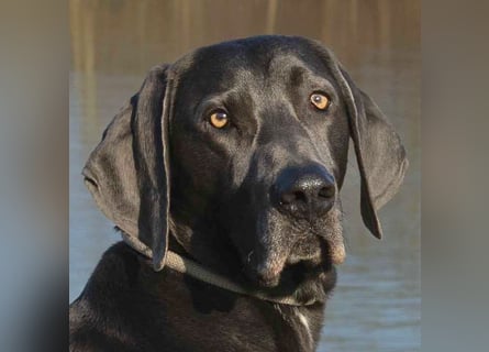 Joe Fritz - aktiver Familienhund - Tierhilfe Franken e.V.
