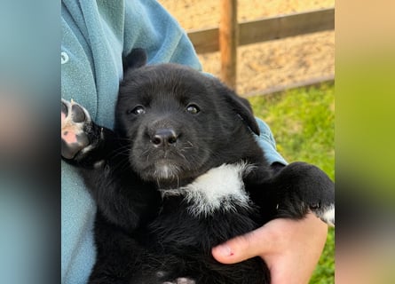 Zuckersüße Labrakita Welpen suchen ihr neues Zuhause!