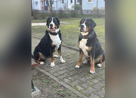 Große Schweizer Sennenhund Welpen