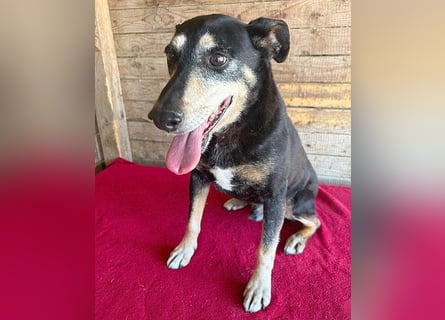 JANOSCH - traurige Geschichte - 13 Jahre, 45cm/15kg - Mischling