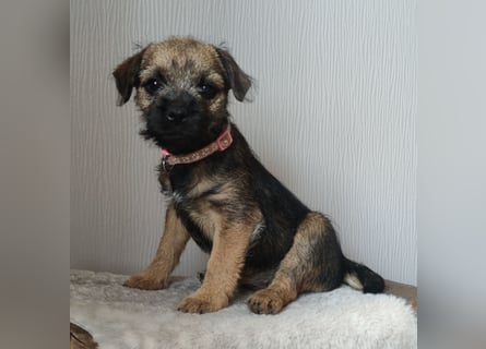 1 süße Border Terrier Hündin sucht ein liebevolles Zuhause