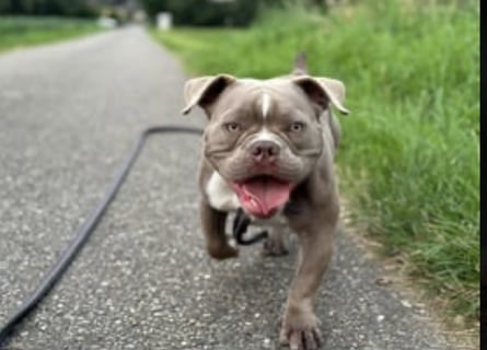 OEB mix Bulldoge old english bulldog