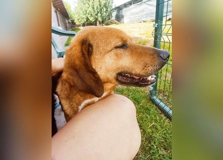 ❤️ wundervoller Familienhund ZUCO - 7 Jahre, 50cm - Mischling