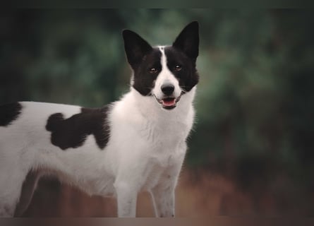 Canaan Dog-Welpen (Kanaan-Hund)