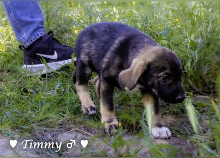 Timmy  sucht ein Zuhause