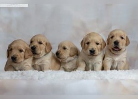 Liebenswerte Golden Retriever Hündin *Welpe* sucht noch eine liebevolle Familie