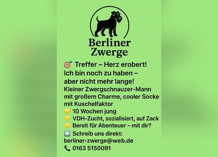 Welpen weiß Zwergschnauzer Rüde