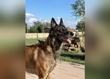 Malinois
