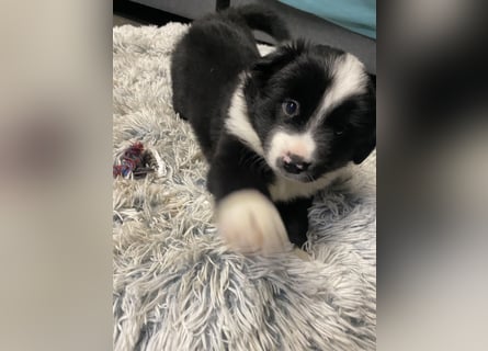 Mini Aussie - Miniature American Shepherd