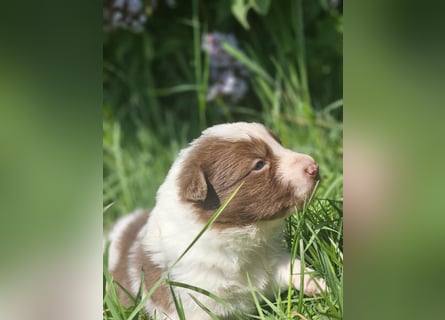 Border Collie Welpen -  Rüden und Hündin