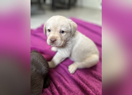Labrador Retriever Labbi Welpen