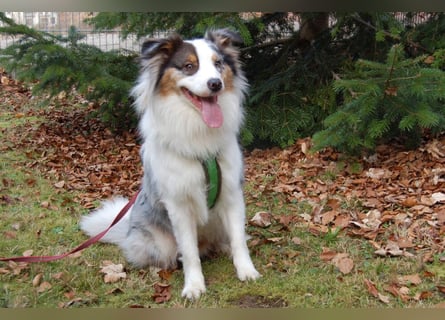 Alfred - ein besonderer Hund sucht seinen speziellen Menschen - Tierhilfe Franken e.V.