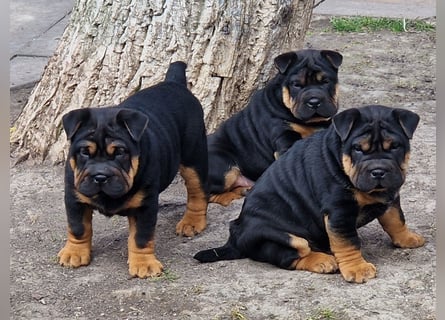 Bullpeiwelpen, Mischling aus englischer Bulldogge und Sharpei/Shar-Pei