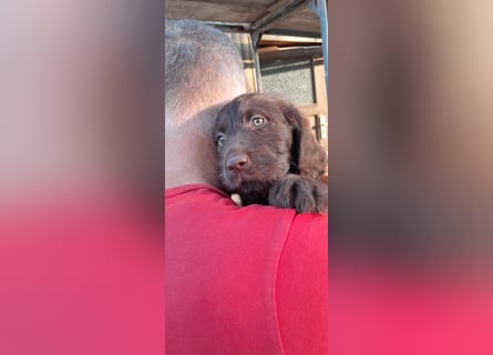 Labradoodle Welpen