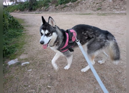 Lena: Familienhund sucht Familie