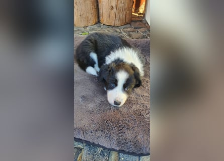 Border Collie welpen