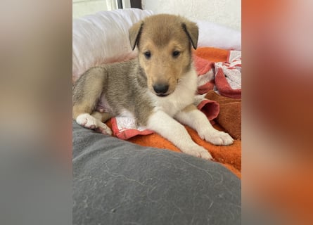 Lang- und Kurzhaar- Collie- Welpen