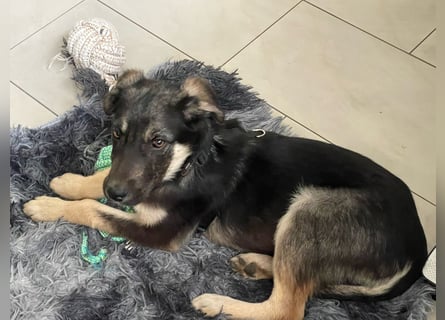 In der Nähe von Köln Traumhund Ben sucht ein Zuhause