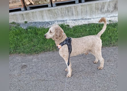 Cockapoo bereit zum Lieben!  - Schenken Sie sich selbst bedingungslose Liebe –