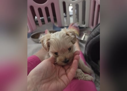 Maltipoo Welpen Rüde
