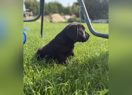 Labrador Welpen mit Ahnentafel