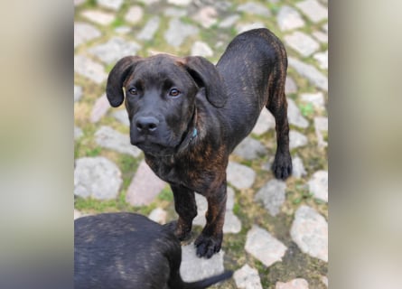 Mischlingswelben Cane Corso / Rottweiler Welpen