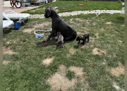 Deutsche Dogge Welpen