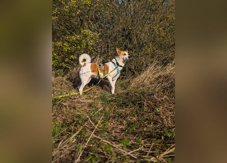 Canaan Dog-Welpe (Kanaan-Hund)