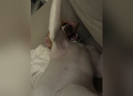 Milka sucht ein neues Zuhause