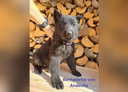 DSH Deutscher Schäferhund - Welpen lackschwarz