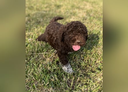 Lagotto Romagnolo – Hochwertige Welpen aus der registrierten Zuchtstätte King of the Truffles
