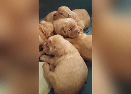 Labrador Welpen foxred, aus der Arbeitslinie