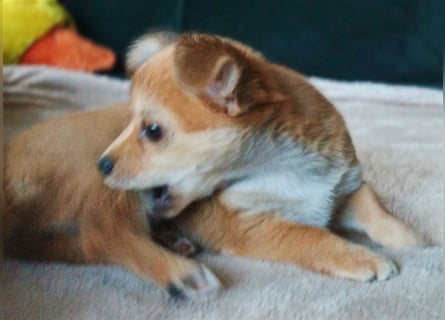 XXS Mini-Rasse-Mix Welpen Chihuahua, Papillon