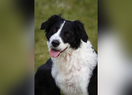 Süße Border Collie -Mudi mix Welpen