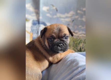 Allerliebste FROPS Kinder (Französische Bulldogge und Mops)