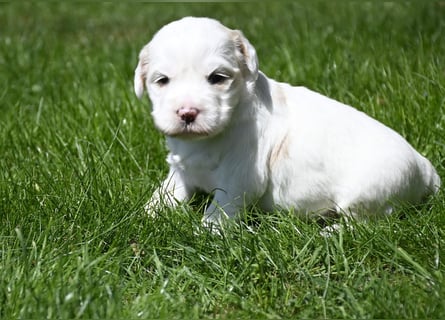 traumhaft hübscher Tibet Terrier Welpen aus erfahrender Zucht  sind geboren dürfen im Juni ausziehen