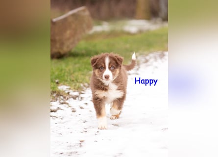 Zuckersüße Australian Shepherd Welpen ASCA