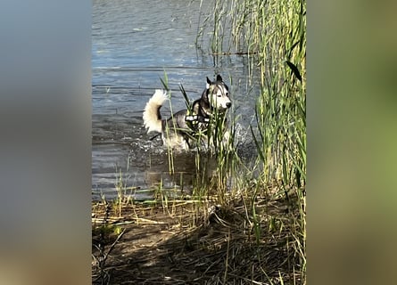 Husky aus gesundheitlichen Gründen schweren Herzen Abzug