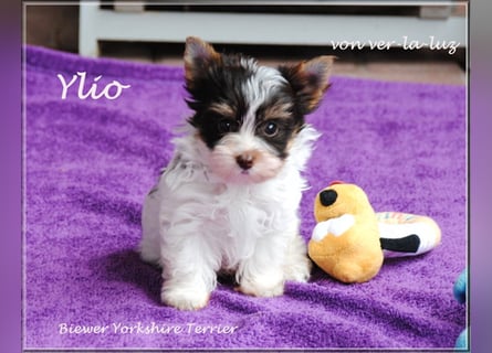 zwei kleine Biro Yorkshire Terrier Welpen