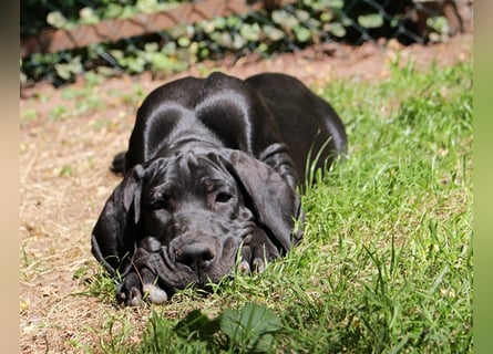 Zwei Deutsche Dogge Welpen mit VDH/DDC Papieren suchen noch ein schönes Zuhause.