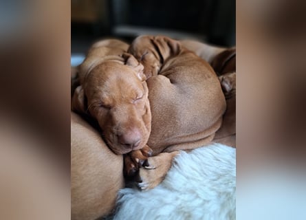 Magyar Vizsla Welpen suchen ab Mitte März ein neues liebevolles Zuhause