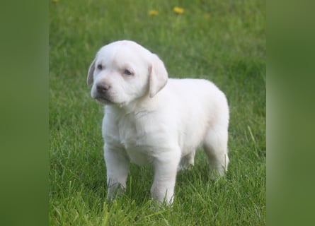 Labrador welpen in Tolle farben!