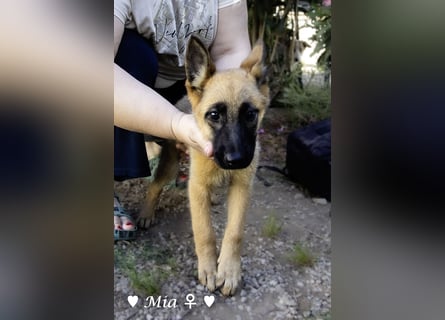 Mia sucht ein Zuhause